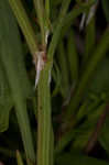 Common sheep sorrel